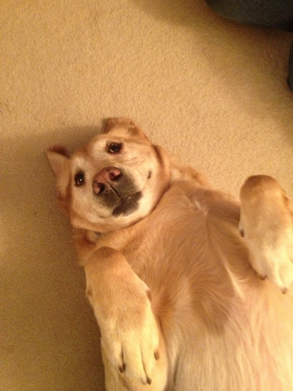 Time for a BELLY RUB!
