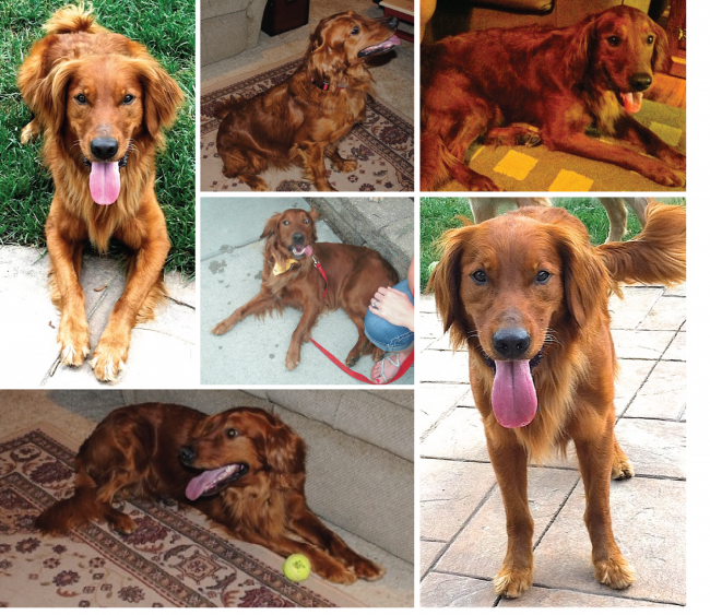 14-13 Odie Photo Collage