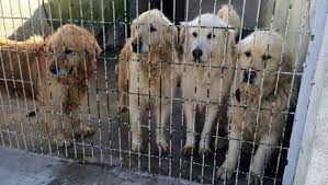 Dogs in Turkey Await Transport